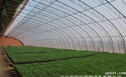 日光温室夏季种植大白菜要点